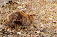 European Beaver yawning Biber gähnt Castor fiber, by Ueli Rehsteiner