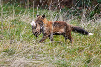 Red Fox (Vulpes vulpes) with Hare skin, by Felix Rehsteiner