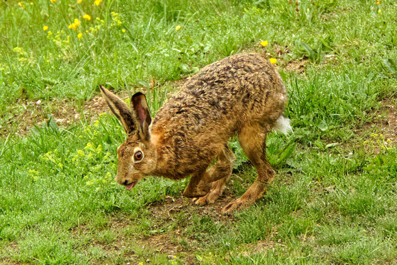 Male Hare following scent markings of female Männlicher Feldhase folgt der Geruchsspur einer Häsin Lepus europaeus, by Ueli Rehsteiner