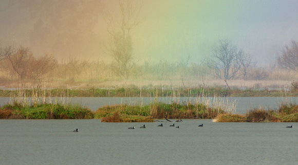 Coots at the end of a rainbow