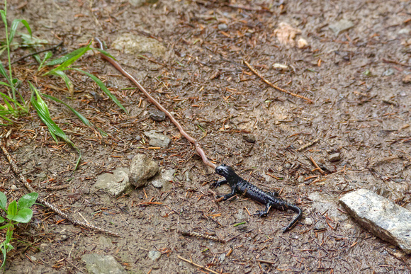 Alpine Salamander Salamandra atra, by Ueli Rehsteiner