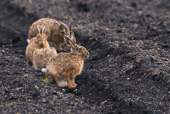 European hare (Lepus europaeus), by Felix Rehsteiner