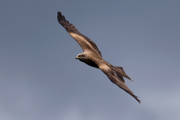 Black Kite (Milvus migrans), by Felix Rehsteiner