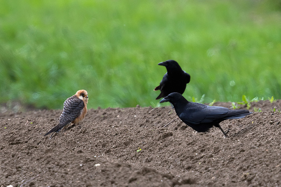Red-footed Falcon (Falco vespertinus) with Carrion crows (Corvus corone), by Felix Rehsteiner