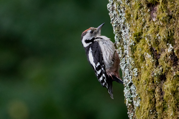 Middle spotted woodpecker (Dendrocoptes medius), by Felix Rehsteiner