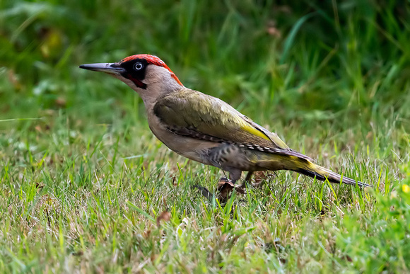 European green woodpecker (Picus viridis), by Felix Rehsteiner