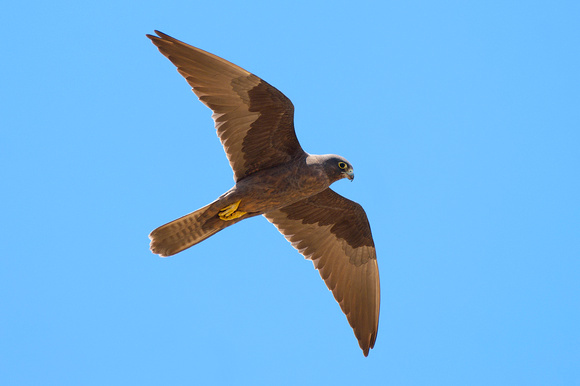 Eleonoara's Falcon (Falco eleonorae)