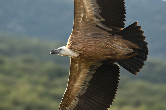 Griffon Vulture Buitre leonado Gyps fulvus, by Ueli Rehsteiner