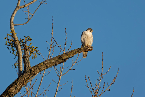 Peregrine Falcon Wanderfalke Falco peregrinus, by Ueli Rehsteiner