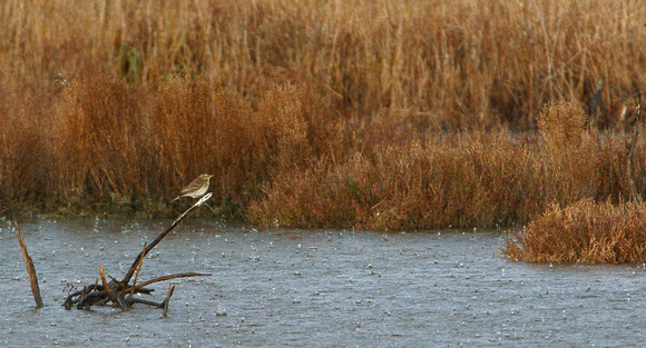 Water Pipit in the rain