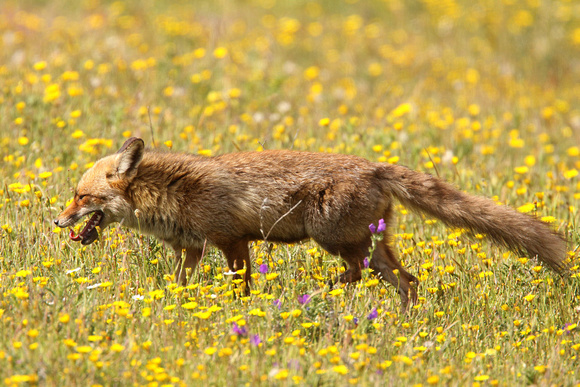 Red Fox Vulpes vulpes, by Ueli Rehsteiner