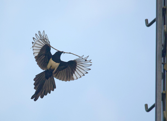 Eurasian Magpie with nest material Elster Pie bavarde Urraca Pica pica, by Ueli Rehsteiner