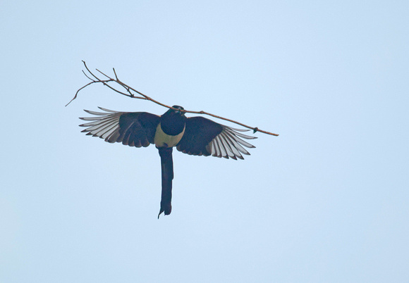 Eurasian Magpie with nest material Elster Pie bavarde Urraca Pica pica, by Ueli Rehsteiner