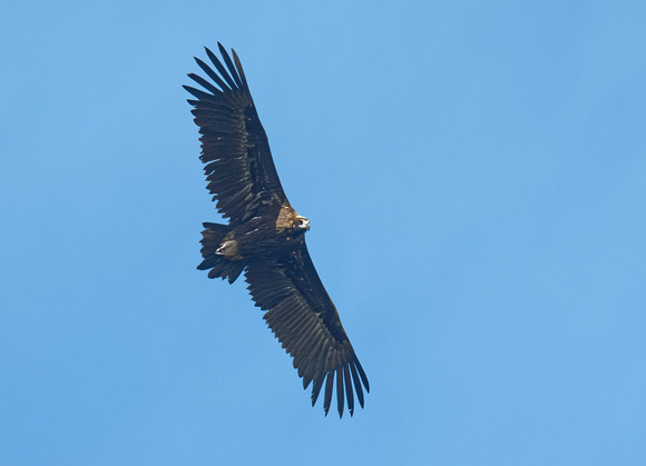 Cinereous vulture Mönchsgeier Vautour moine Buitre negro Aegypius monachus, by Ueli Rehsteiner