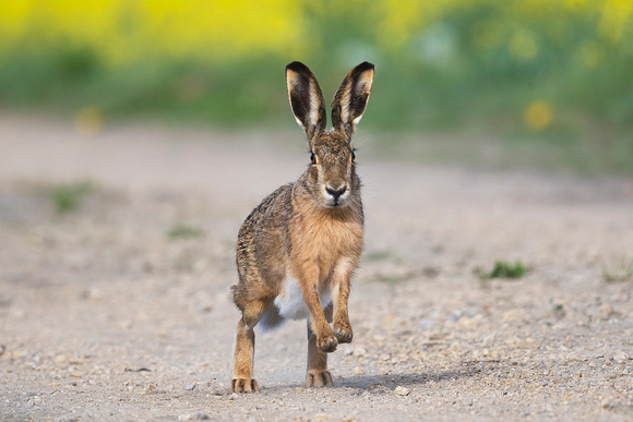 European hare (Lepus europaeus) by Felix Rehsteiner
