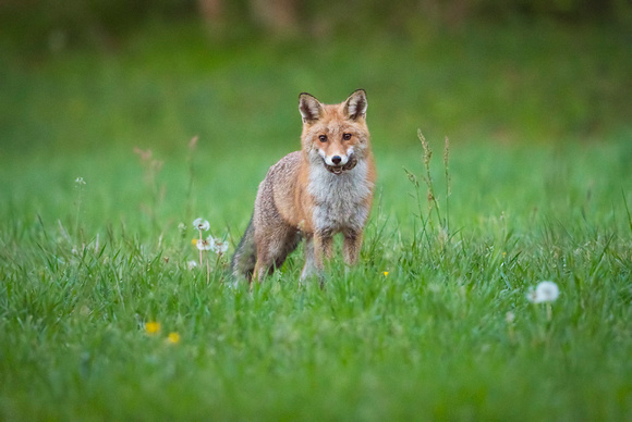 Red Fox (Vulpes vulpes), by Felix Rehsteiner
