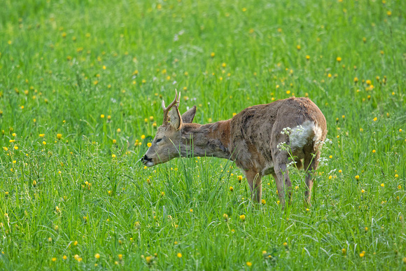 Reh Roe deer Chevreuil Corzo Capreolus capreolus, by Ueli Rehsteiner