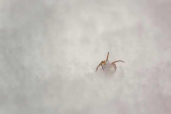 Spider in the snow Spinne im Schnee, by Ueli Rehsteiner