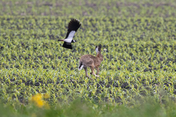 Northern lapwing (Vanellus vanellus) mobbing a Eorpean hare who came too close