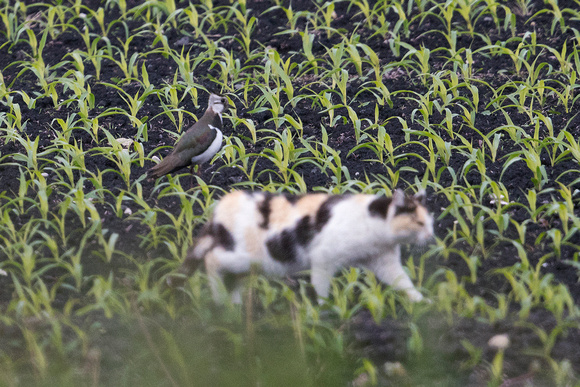 Northern lapwing (Vanellus vanellus) with domestic cat who pretends not to have noticed the bird