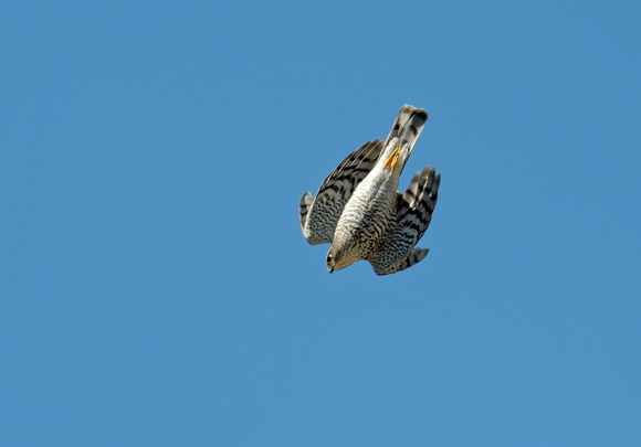 Sparrowhawk (Accipiter nisus) female in a dive Sperberweibchen im Sturzflug, by Ueli Rehsteiner