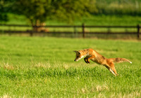 Wildlife of Switzerland