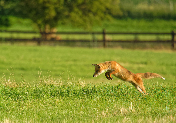 Rotfuchs Red Fox Zorro Vulpes vulpes, by Ueli Rehsteiner