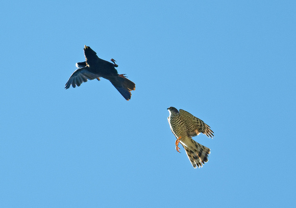 Sparrowhawk (Accipiter nisus) female chasing Yellow-billed Chough (Pyrrhocorax graculus) Sperberweibchen verfolgt Alpendohle, by Ueli Rehsteiner