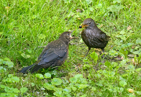 Female Blackbird feeding a fledgling Amselweibchen füttert Flüggling Merle noir Merlo Mirlo Común Turdus merula, by Ueli Rehsteiner