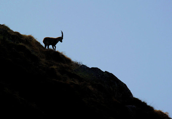 Alpine Ibex male Alpen-Steinbock Cabra montes Capra ibex, by Ueli Rehsteiner