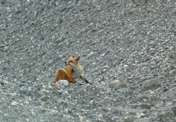 Rotfuchs Red Fox Zorro Vulpes vulpes, by Ueli Rehsteiner