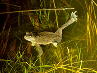 Common Toad lacks one leg Dreibeinige Erdkröte Bufo bufo, by Ueli Rehsteiner