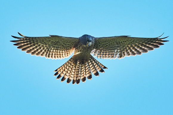 Kestrel (Falco tinnunculus), by Felix Rehsteiner