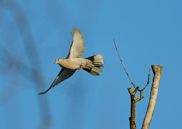 Eurasian Collared-dove Türkentaube Tourterelle turque Streptopelia decaocto, by Ueli Rehsteiner