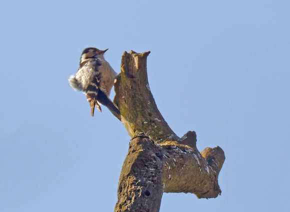 Female Lesser Spotted Woodpecker Kleinspecht Weibchen Dryobates minor, by Ueli Rehsteiner