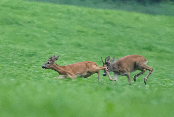Rehbock verfolgt Rehgeiss während Brunft Roe deer male chasing female during the rut Chevreuil Corzo Capreolus capreolus, by Ueli Rehsteiner