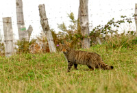 European Wildcat Gato montés Wildkatze Felis sylvestris, by Ueli Rehsteiner
