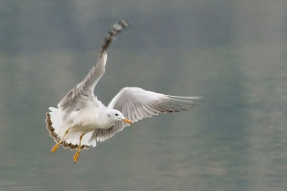 Slender-billed gull (Larus ridibundus)