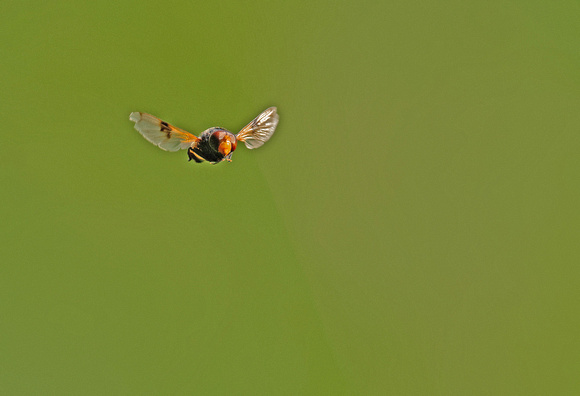 Gemeine Waldschwebfliege Pellucid Hoverfly ​Volucella pellucens, by Ueli Rehsteiner