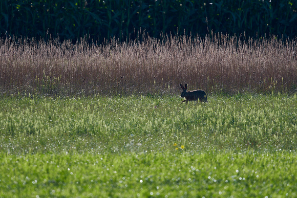 European Hare (Lepus europaeus), by Felix Rehsteiner