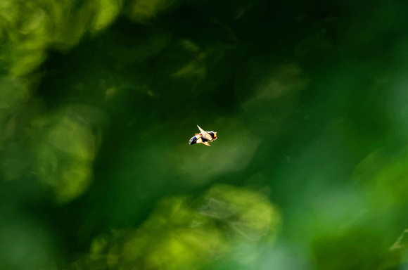 Gemeine Waldschwebfliege ​Pellucid Hoverfly Volucella pellucens, by Ueli Rehsteiner