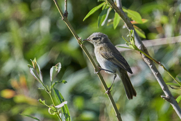 Garden warbler (Sylvia borin), Felix Rehsteiner