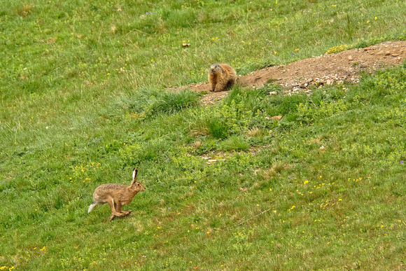 Hare meets Marmot Hase trifft Murmeltier Lepus europaeus Marmota marmota, by Ueli Rehsteiner