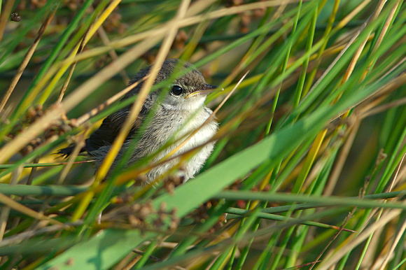 Juvenile Cetti's Warbler (Cettia cetti)