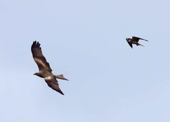 Black Kite Milvus migrans & Hobby Falco subbuteo, by Ueli Rehsteiner