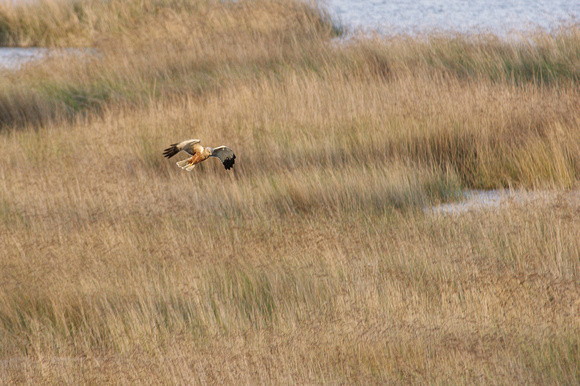 Marsh Harrier against the wind