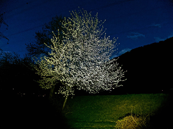 Blühender Kirschbaum Blooming cherry tree, by Ueli Rehsteiner