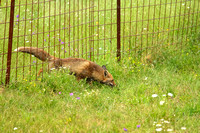 Red fox squeezes through 14 cm wide grid, Rotfuchs Zorro Vulpes vulpes, by Ueli Rehsteiner