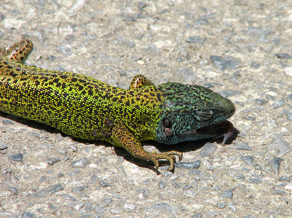 Western Green Lizard Lacerta bilineata with ticks, by Ueli Rehsteiner