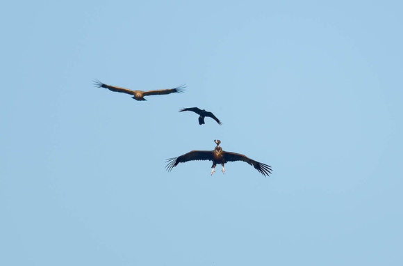 Raven attacking a Black Vulture, a Griffon Vulture flies nearby Aegypius monachus Corvus corax, by Ueli Rehsteiner